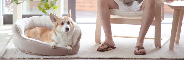 Washable Dog Beds: Choosing a Pet Bed That Fits Your Lifestyle