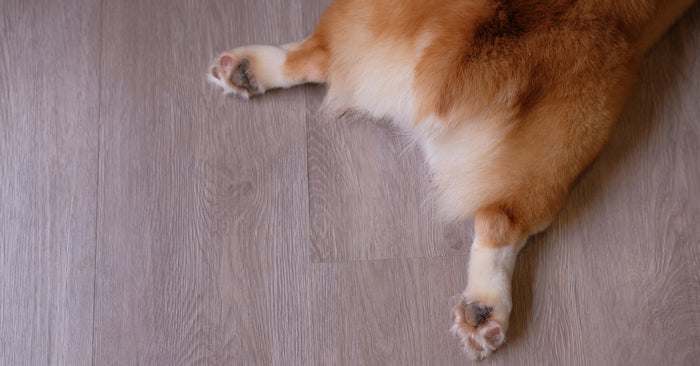 remove pet hair from car