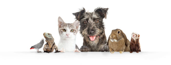 What's Trending for Pets in 2021?