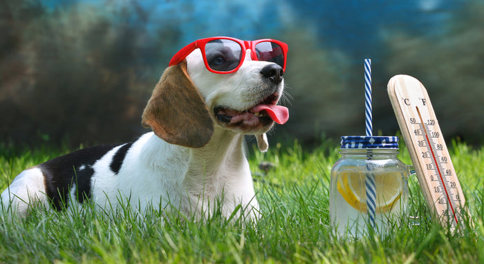 Dog Allergies: Everything You Need To Know About Them