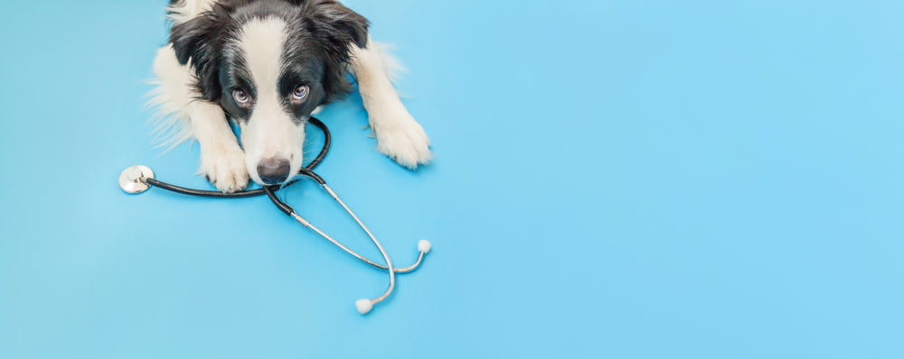 6 Factors For Better Pet Health