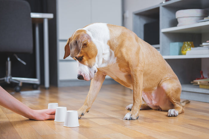 Stuck Inside With Fido? Here's How to Fight Boredom.