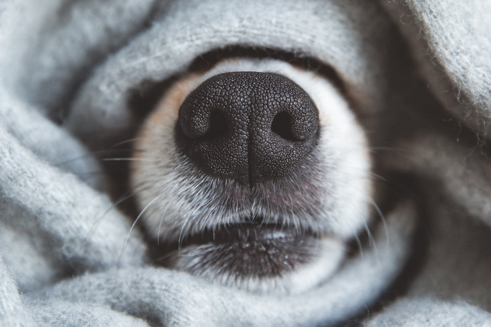 How To Calm Your Dog During Bad Weather