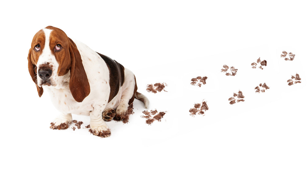 Nature vs. Nurture: The Fallout of Blaming Behavior on Dogs' Pasts
