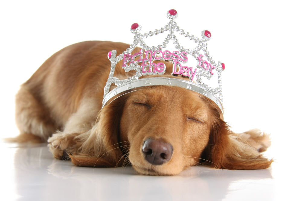 5 Telltale Signs of a Spoiled Dog