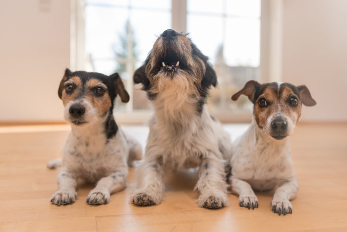 Is Play Biting and Mouthing in Adult Dogs a Normal Behavior?