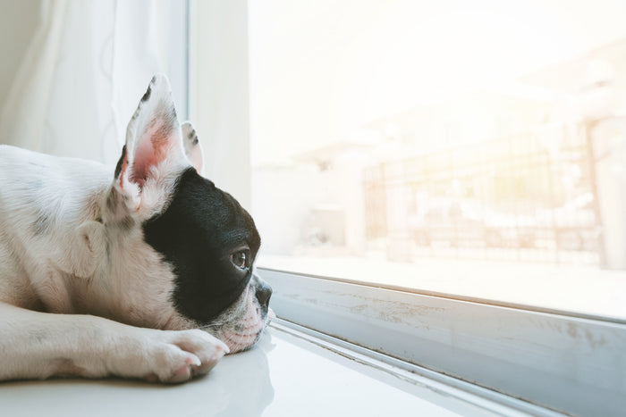 No Longer Working From Home? Here's How To Prepare Your Pet