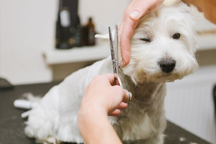 Dog Doesn't Like Getting Groomed? Try These Ways To Make It More Enjoyable.