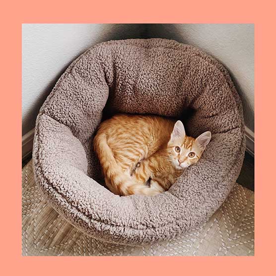 shop cat beds