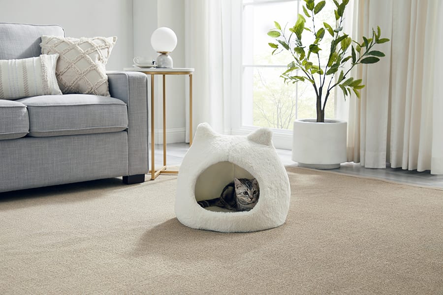 Why Your Private Kitty Could Benefit from an Enclosed Cat Bed Best