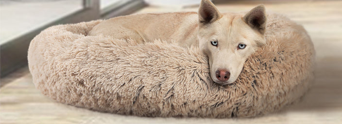 The Importance of a Comfy Calming Dog Bed: 5 Things to Avoid