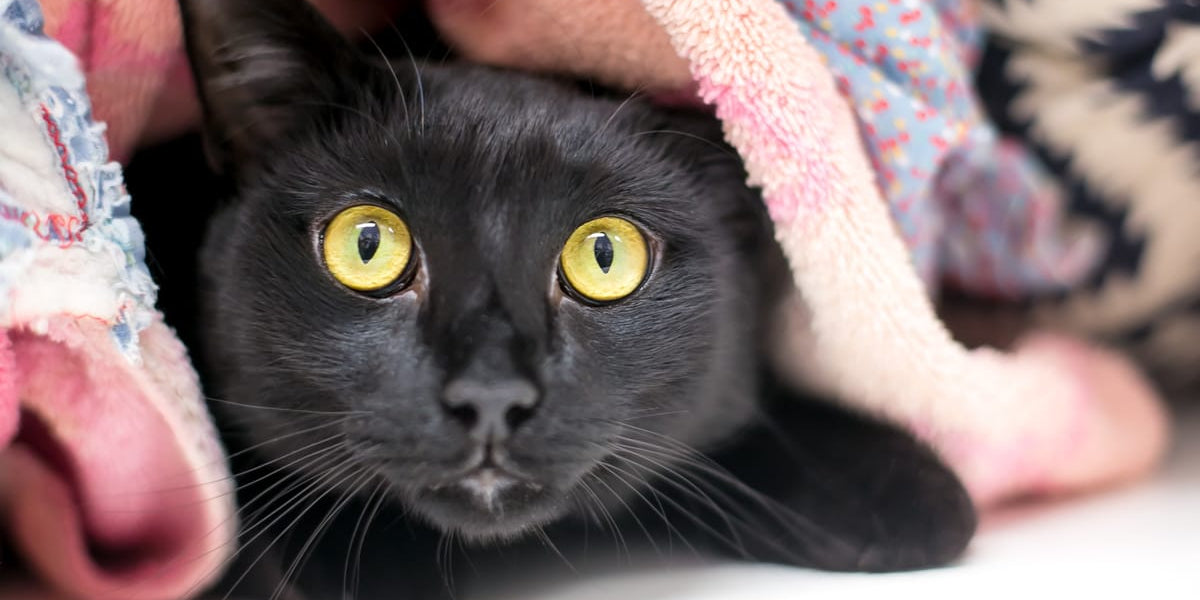 Why Do Cats Hide? Why Do Cat Like Small Spaces? Best Friends by Sheri