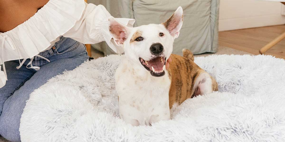 Do Calming Dog Beds Really Work? Best Friends by Sheri