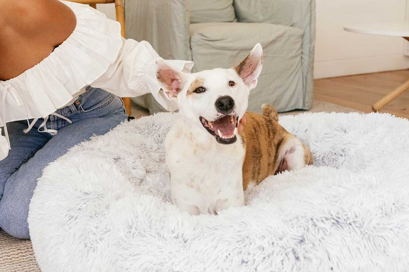 Relaxing Dog Bed for Poodle Separation Anxiety