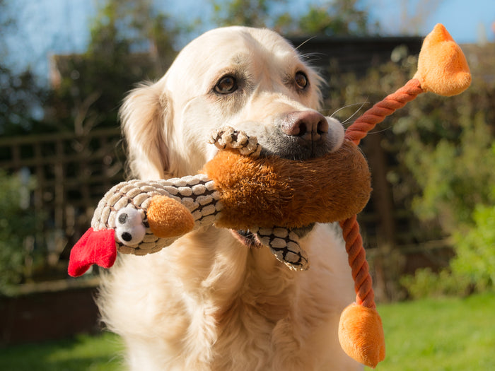 Toxic Substances in Pet Products: What Are We Getting Into?
