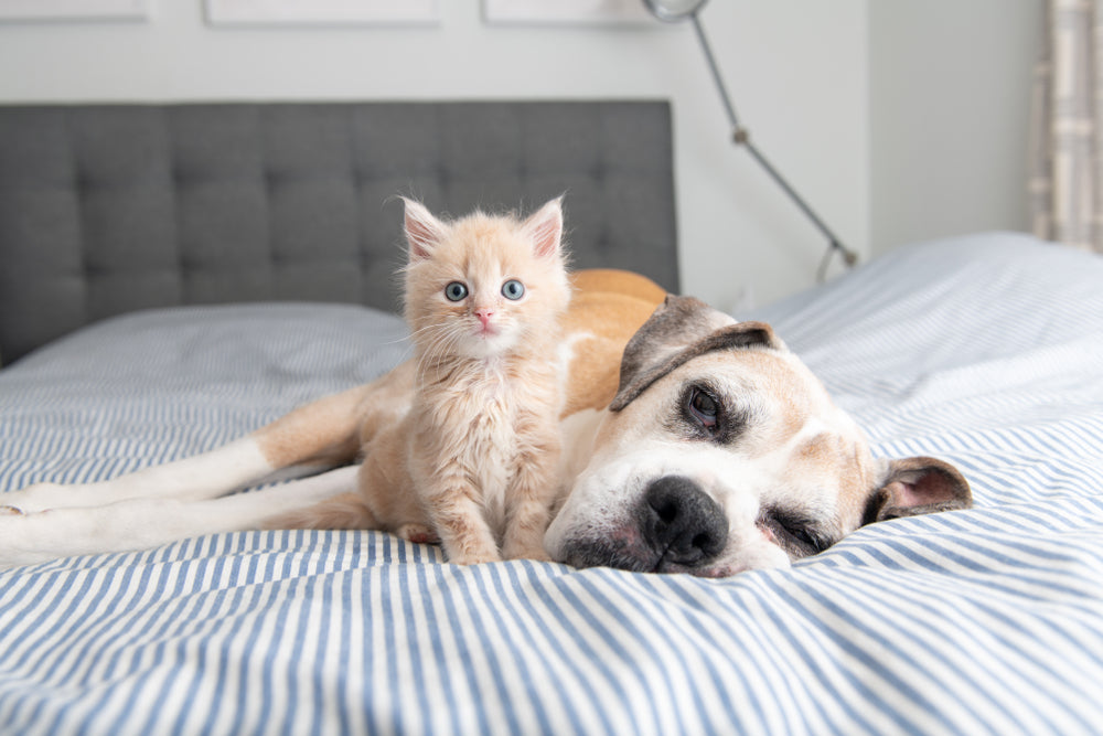 How to Care for a Pet With Arthritis