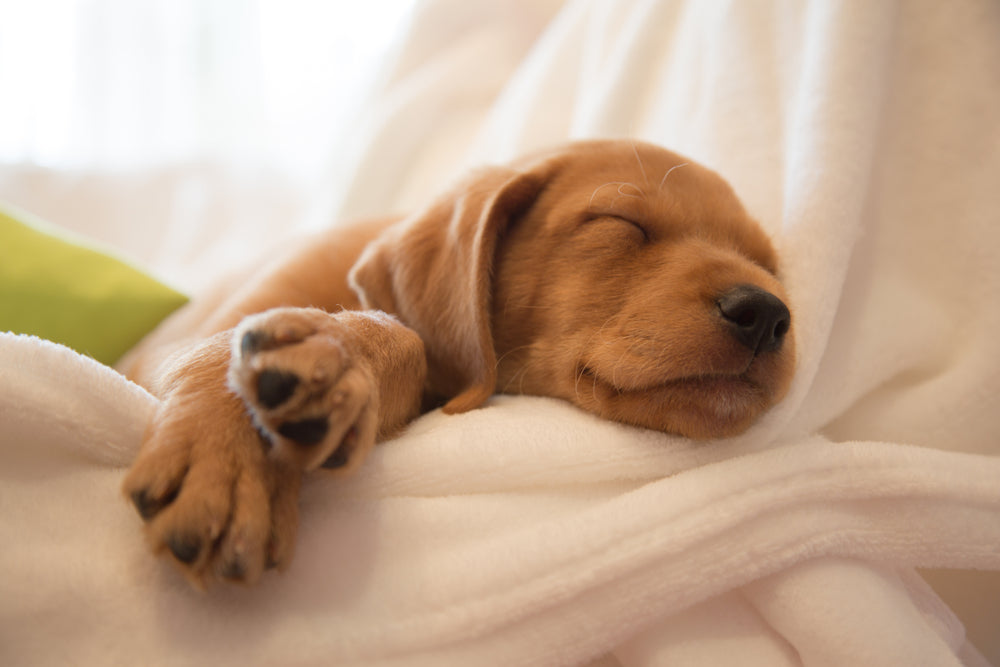 Bringing Home a New Puppy? Here’s How to Prepare