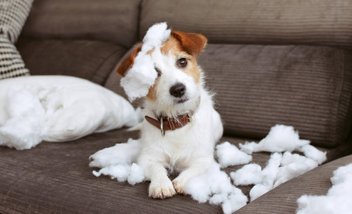 What Owners Should Know About Dog Anxiety
