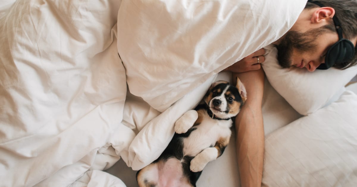 should you let your dog sleep with you