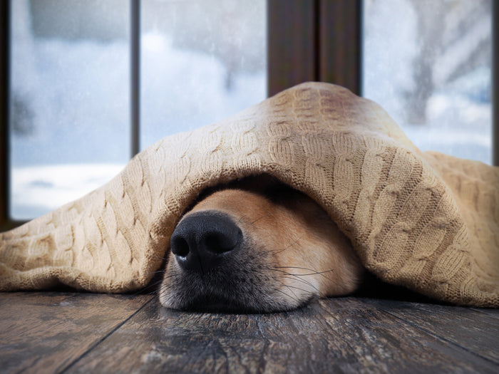 Keeping Your Dog Comfortable in Winter