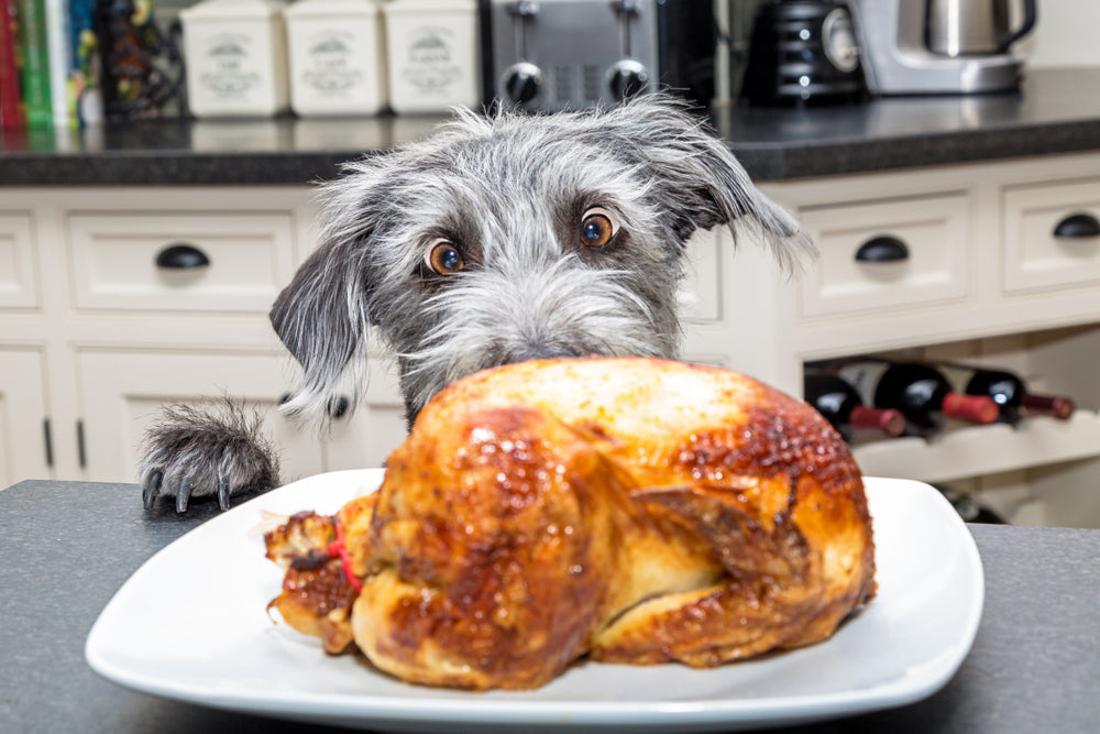 People Food: What Every Pet Parent Needs to Know