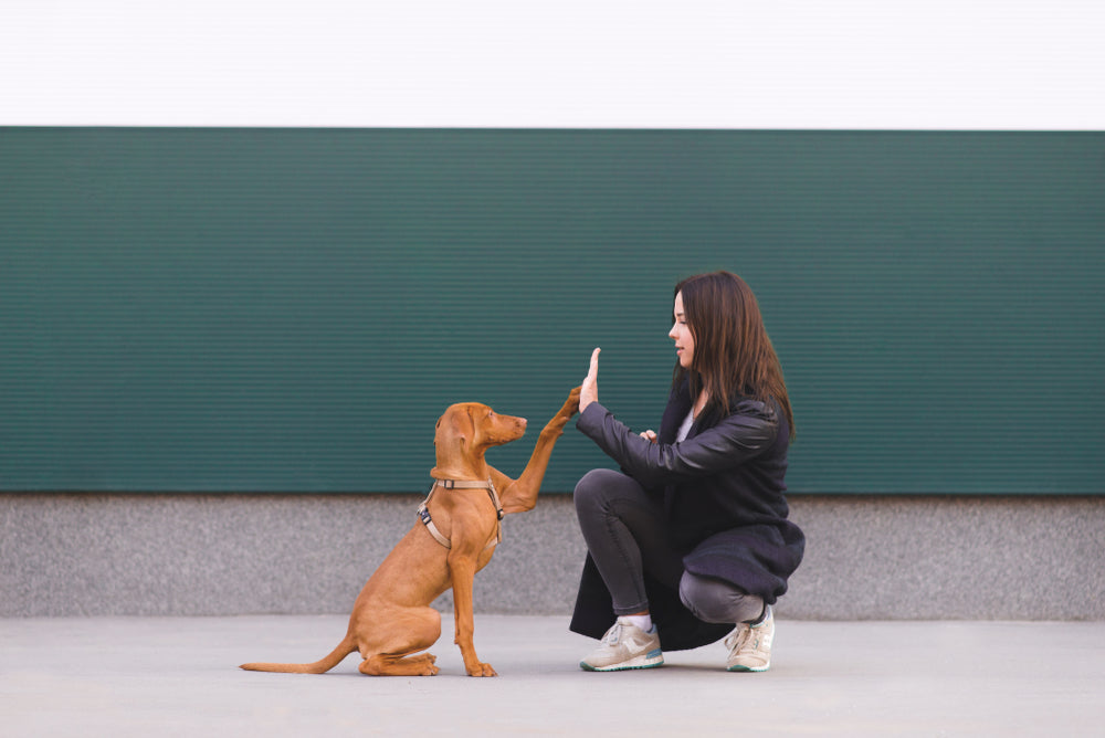 Making the Most of Your Dog Training Sessions