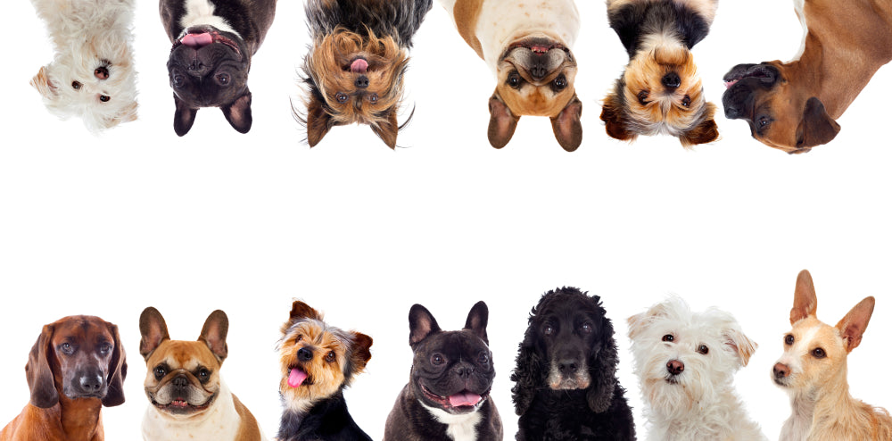 The Top 6 Dog Breeds (and How They Got That Way).