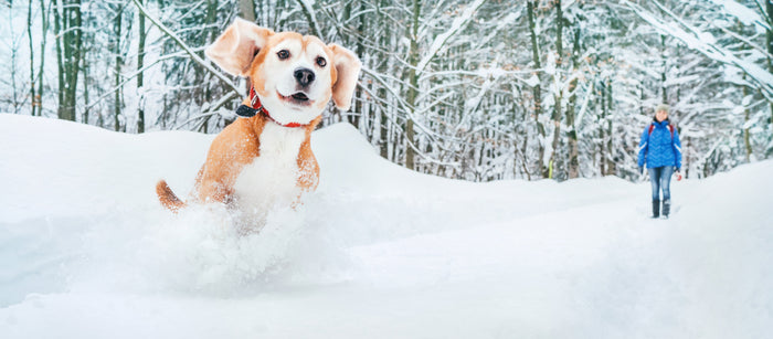 Do You Walk Your Dog Every Day? If So, You Need To Socialize It