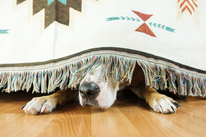 5 Signs Your Dog is Anxious (and What To Do About It)