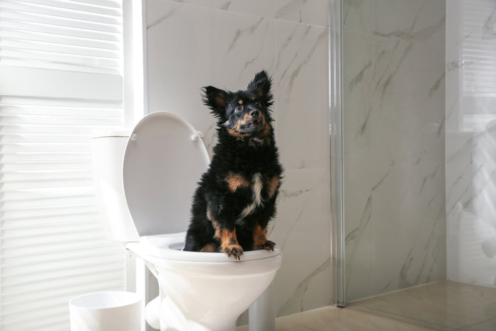 How to Be Successful Potty Training Your New Puppy
