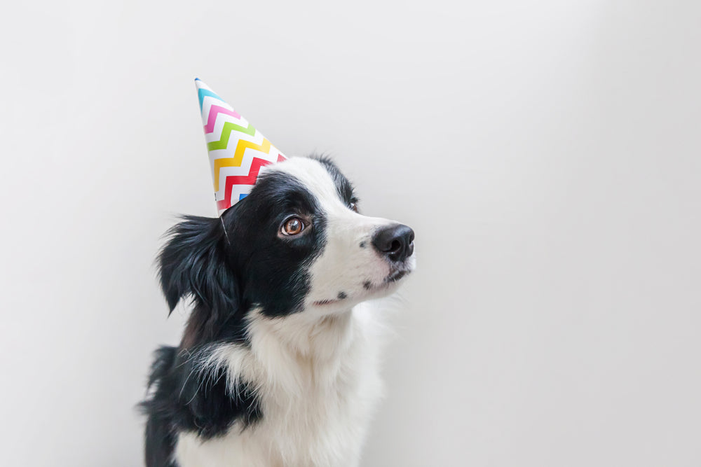 Celebrating Your Dog’s Birthday in Style