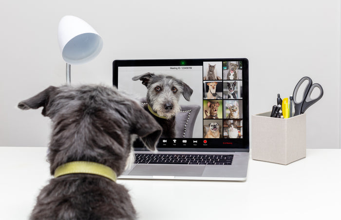 New Dog in Your Life? Here’s How to Socialize Him