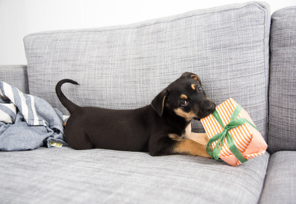 How To Train Your Puppy To Stop Chewing Everything In Sight
