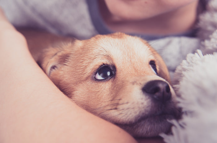Choosing the Right Dog Breed for Your Family