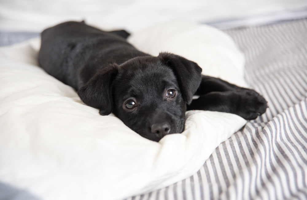 7 Behaviors To Be Aware Of in Your New Puppy