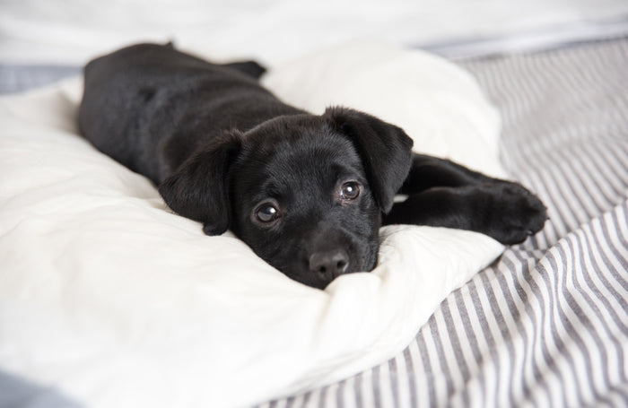 4 Challenges Every Puppy Owner Faces