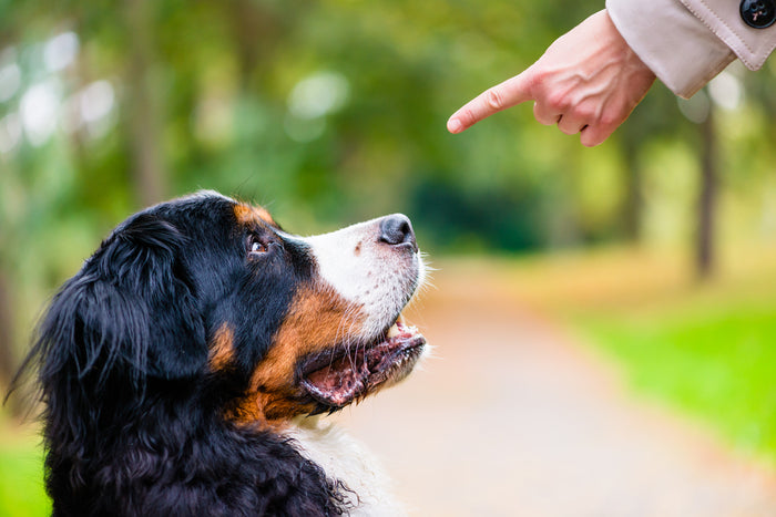Why You Need Obedience Training For Your Dog