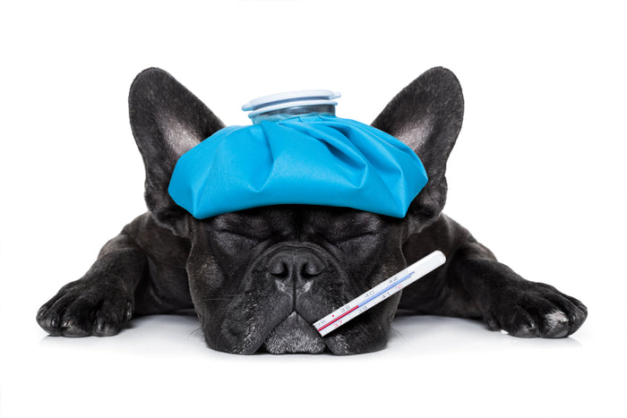 Caring For A Sick Furbaby