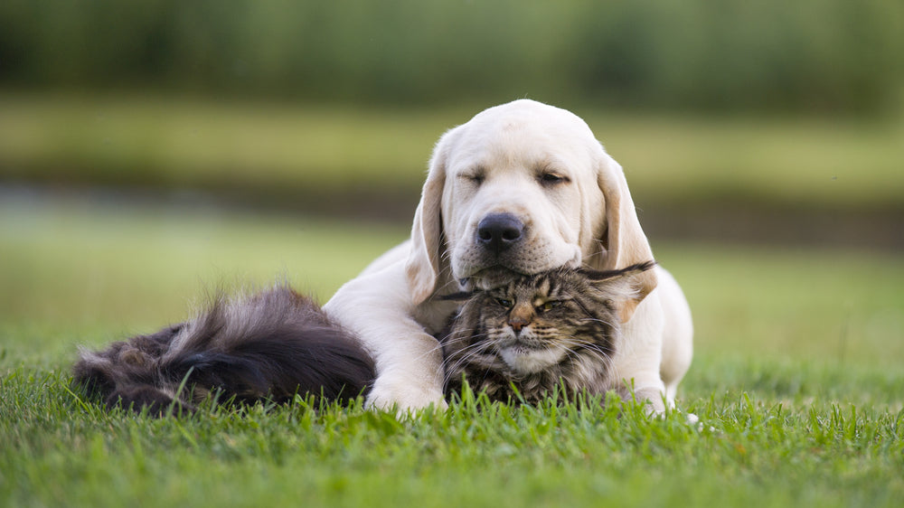Dogs and Cats: How to Make Them Coexist Happily