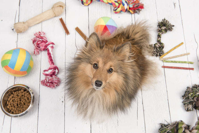 Common Training Mistakes Dog Owners Make