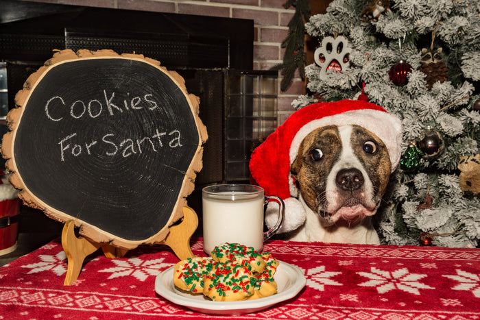 Correcting Bad Behavior: Stealing Food And Jumping On People