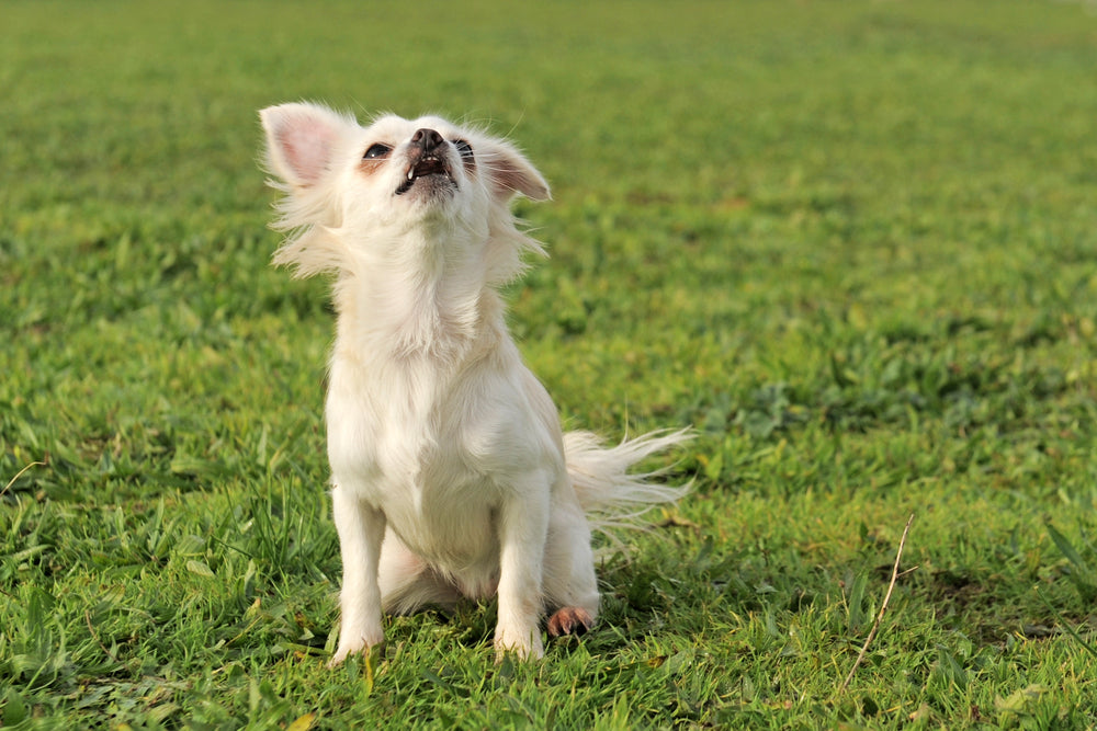 Does Your Dog Bark Too Much? Here’s What to Do