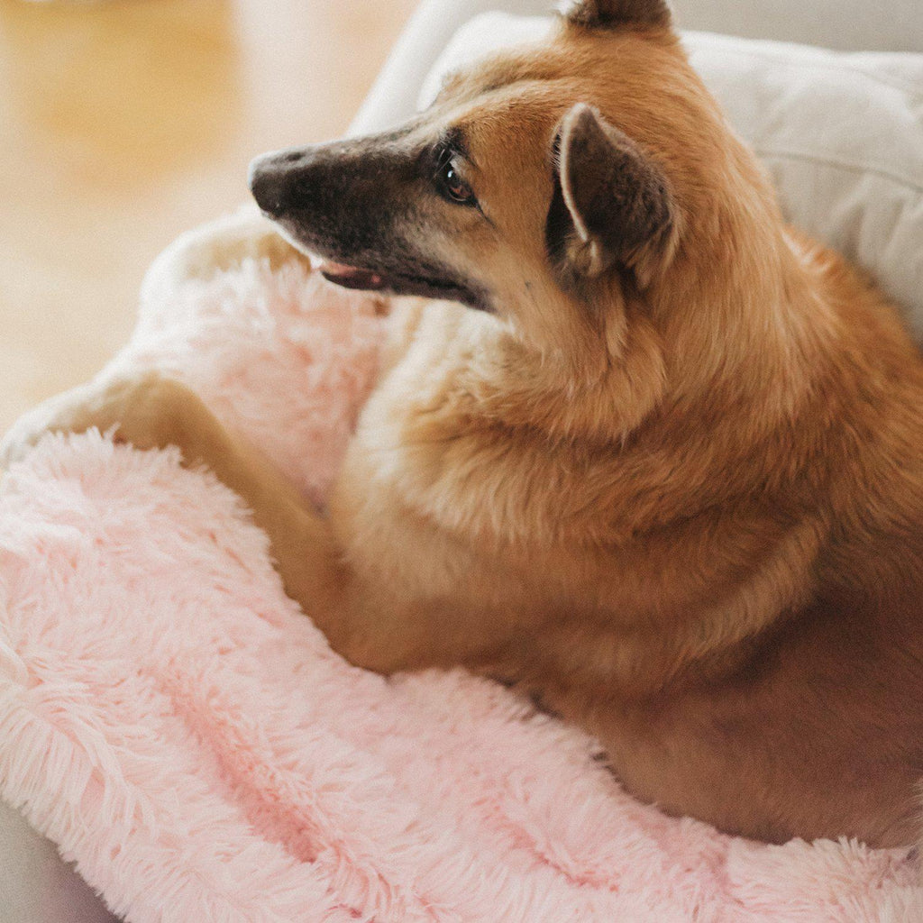 Calming Pet Throw Blanket in Shag Fur - 40"x50"